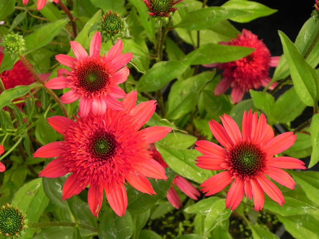 Echinacea x ‘Sunny Days™ Ruby’