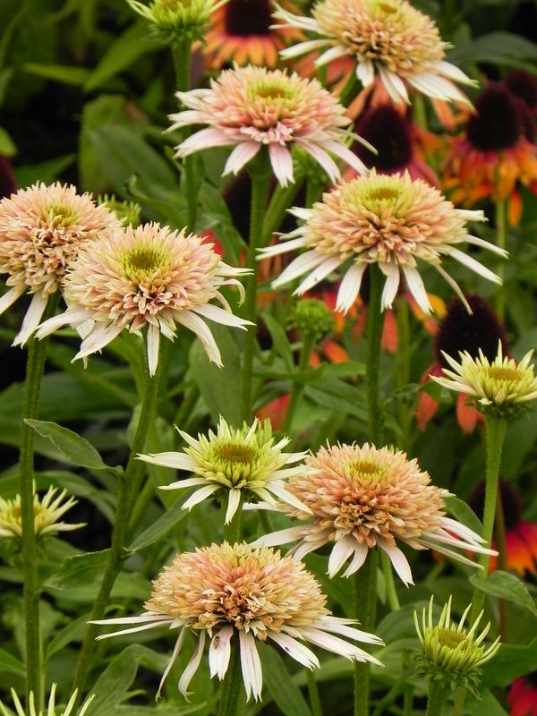 Echinacea x ‘Cherry Fluff’