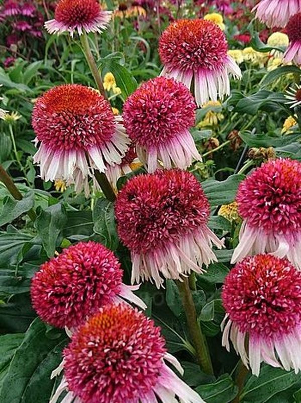 Echinacea x ‘Strawberry and Cream’