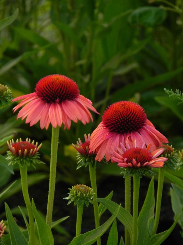 Echinacea x ‘Meditation Orange’