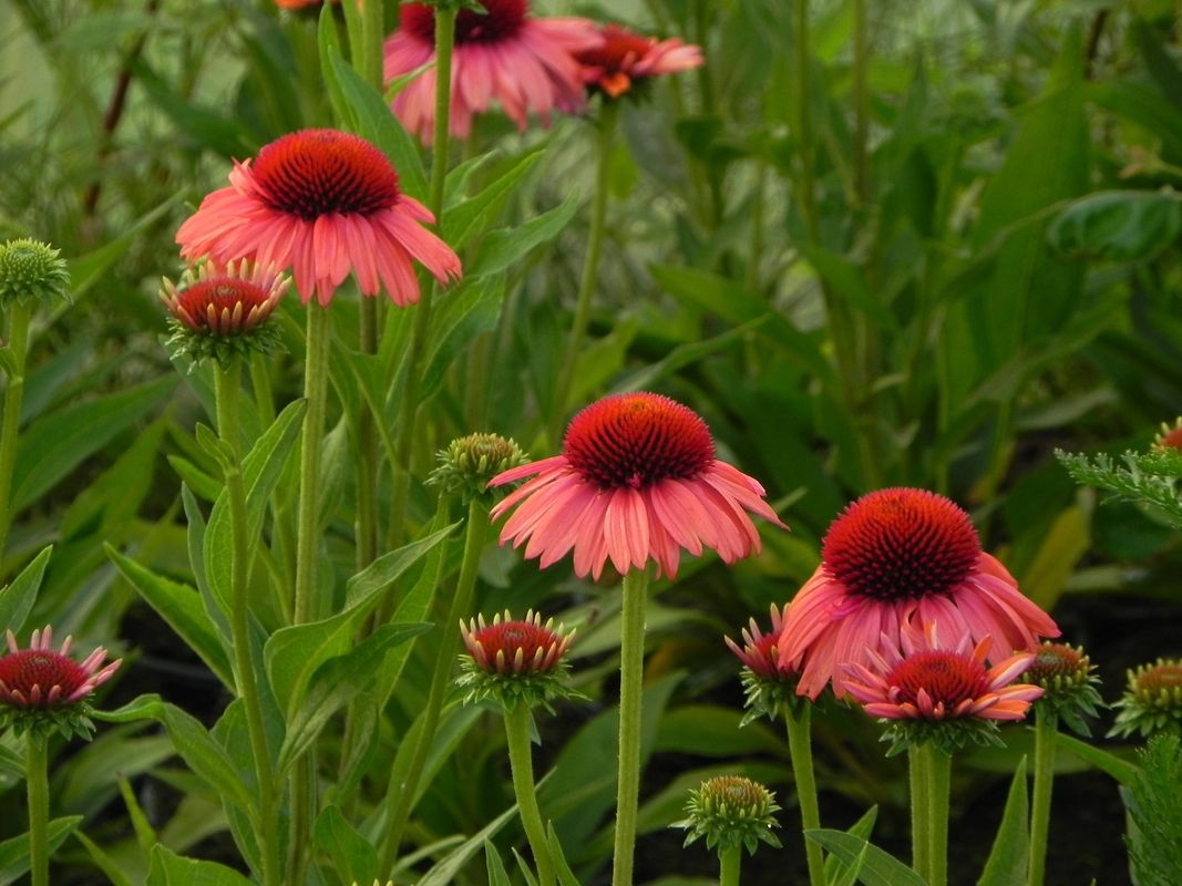 Echinacea x ‘Meditation Orange’