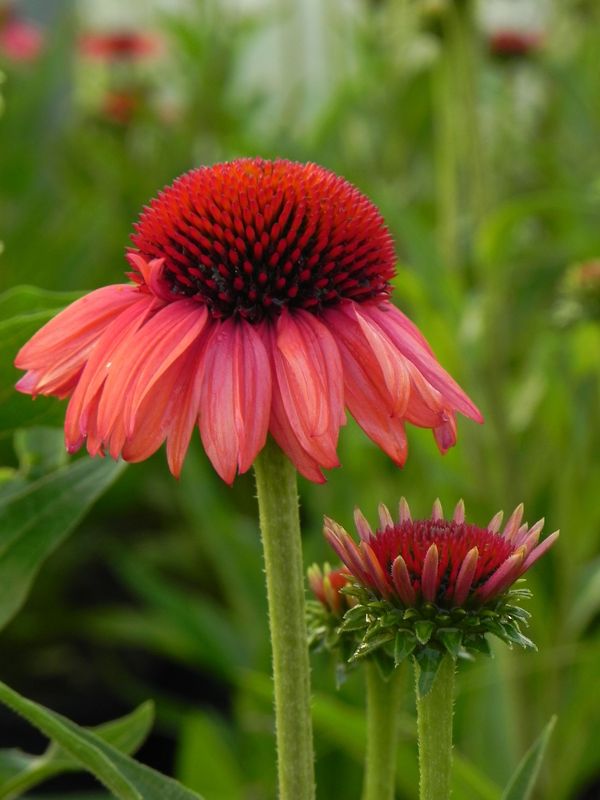 Echinacea x ‘Meditation Orange’