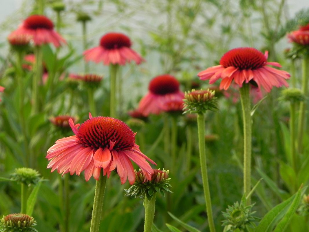 Echinacea x ‘Meditation Orange’