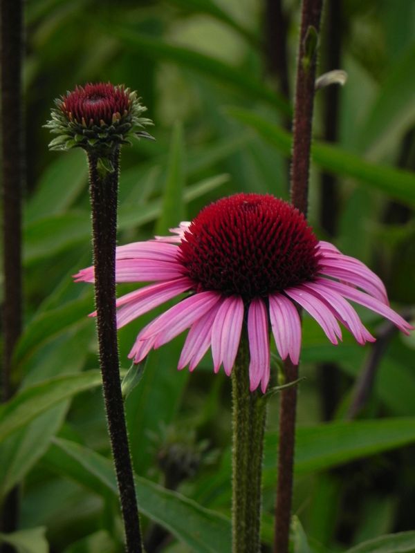 Echinacea x ‘Sensation Blackpearl’
