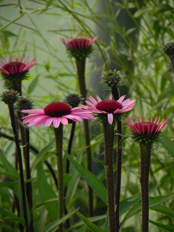 Echinacea x ‘Sensation Blackpearl’