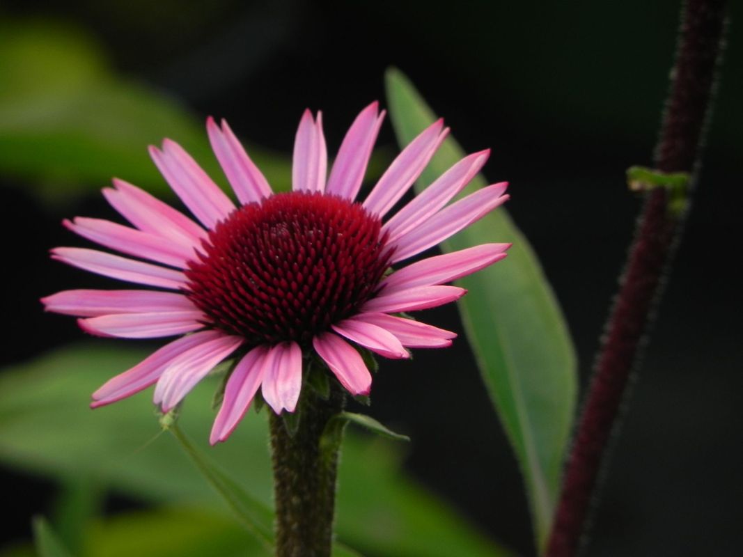 Echinacea x ‘Sensation Blackpearl’