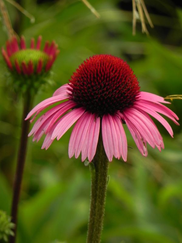 Echinacea x ‘Sensation Blackpearl’