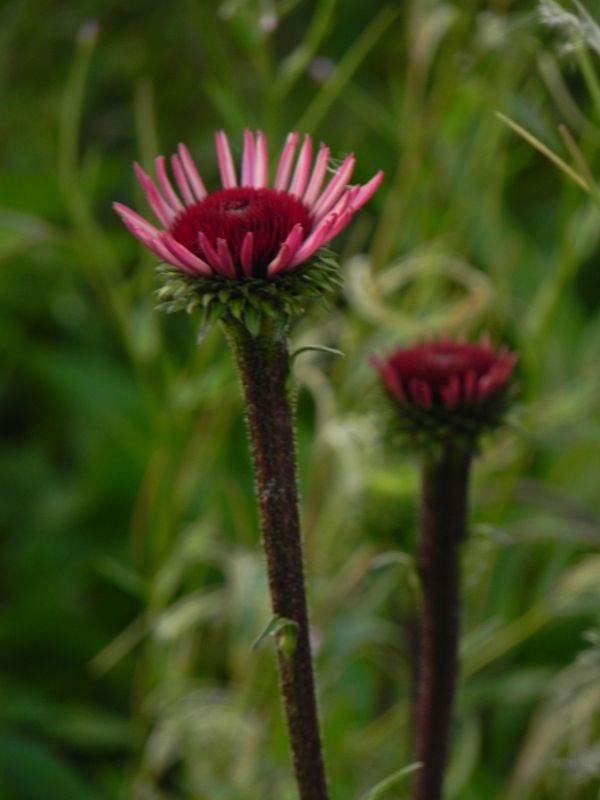 Echinacea x ‘Sensation Blackpearl’