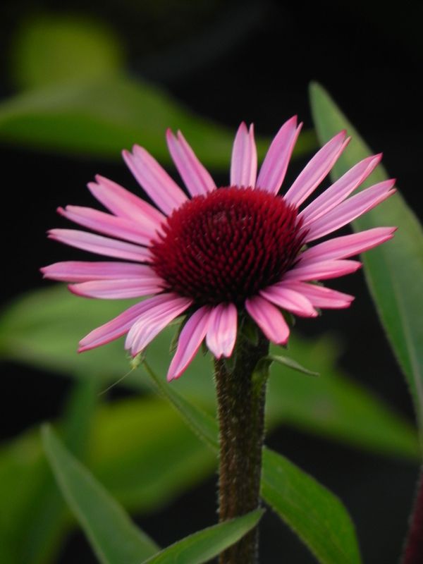 Echinacea x ‘Sensation Blackpearl’