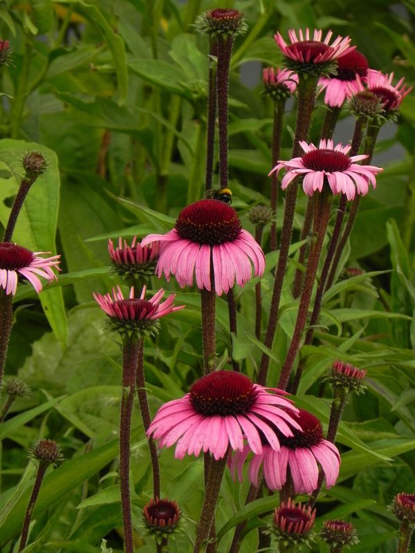 Echinacea x ‘Sensation Blackpearl’