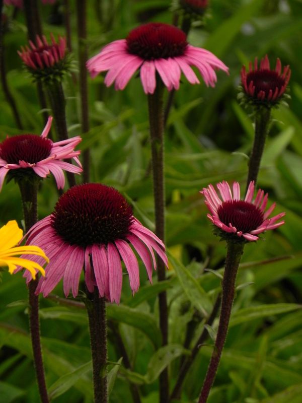 Echinacea x ‘Sensation Blackpearl’