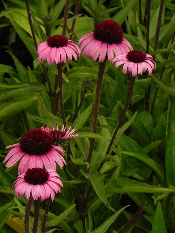 Echinacea x ‘Sensation Blackpearl’