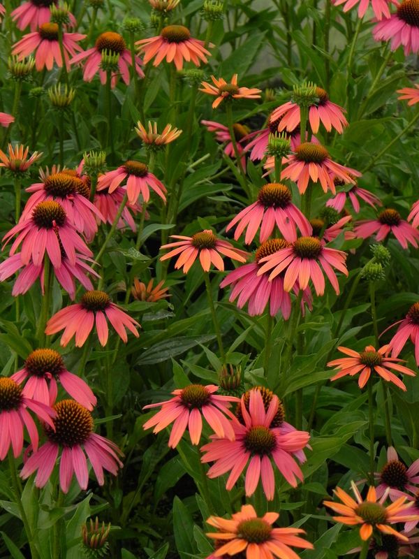 Echinacea x ‘Sensation Coral’