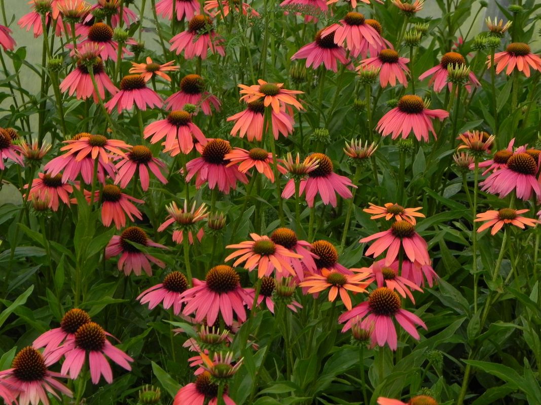Echinacea x ‘Sensation Coral’