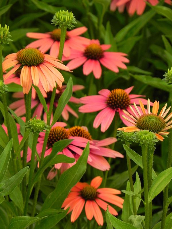 Echinacea x ‘Sensation Coral’