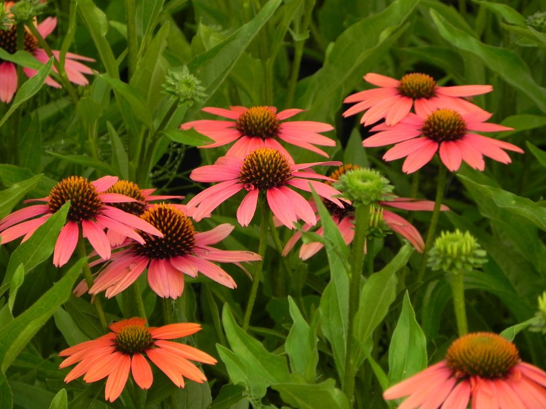 Echinacea x ‘Sensation Coral’