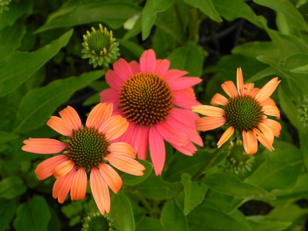 Echinacea x ‘Sensation Coral’