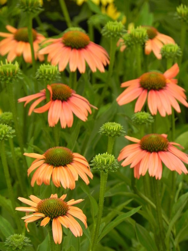 Echinacea x ‘Sensation Coral’