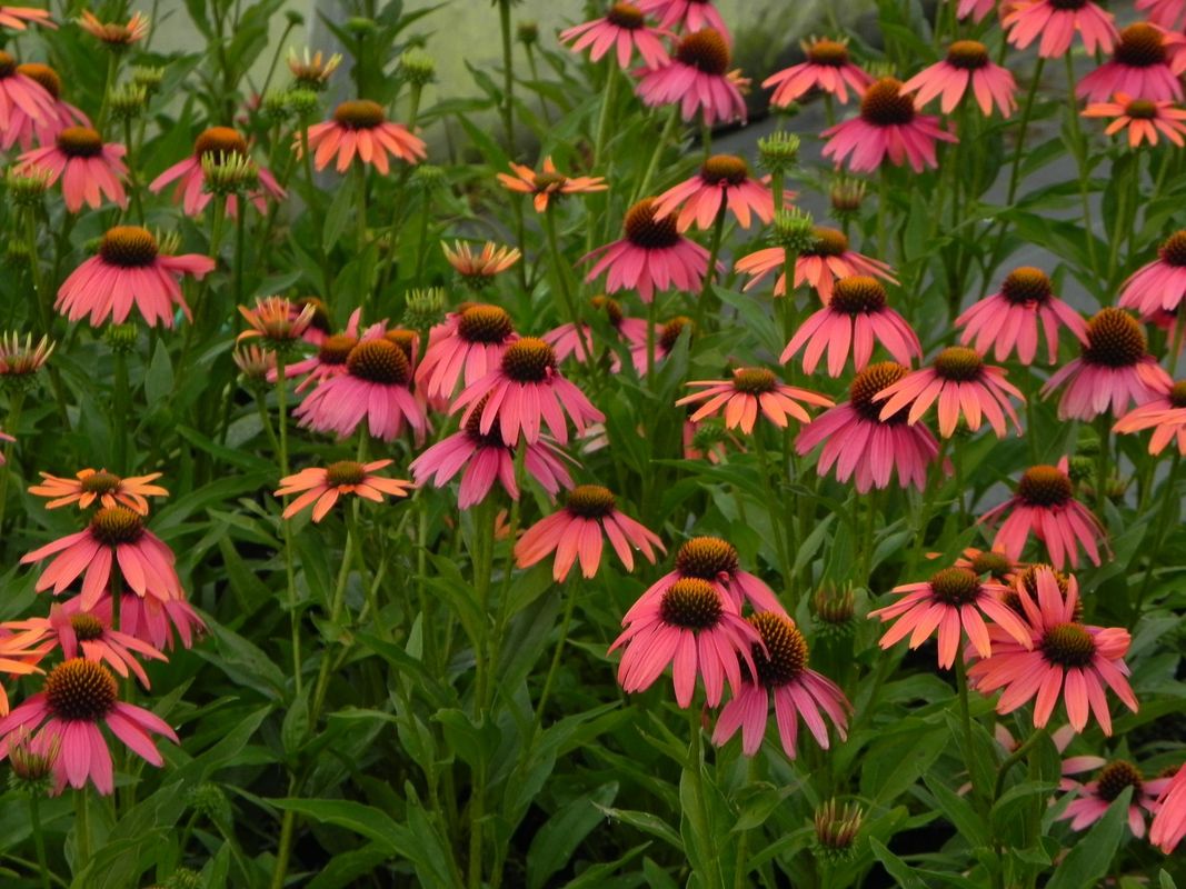 Echinacea x ‘Sensation Coral’