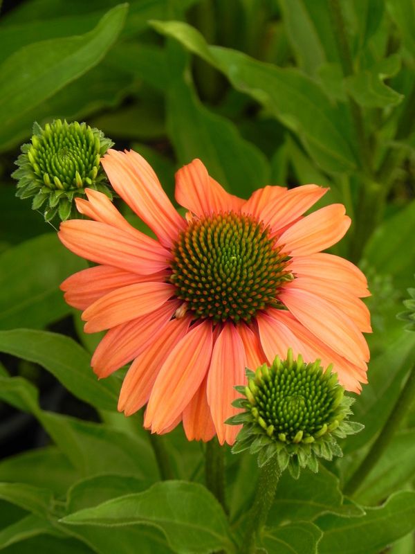 Echinacea x ‘Sensation Coral’