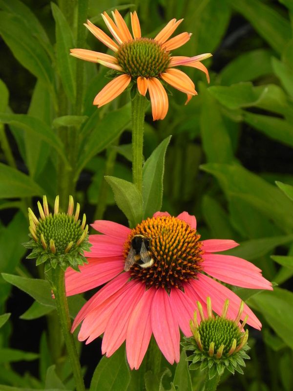 Echinacea x ‘Sensation Coral’