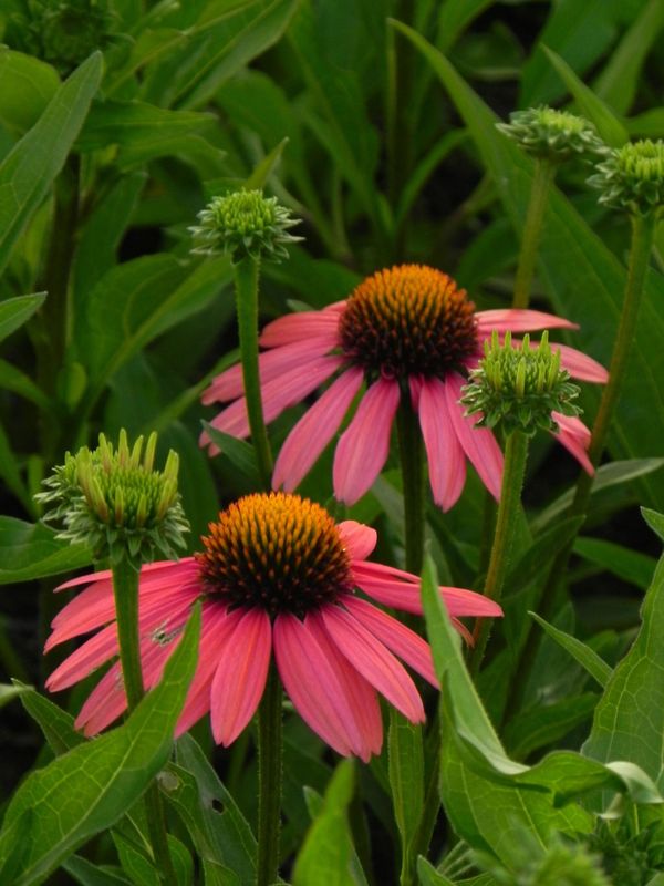 Echinacea x ‘Sensation Coral’