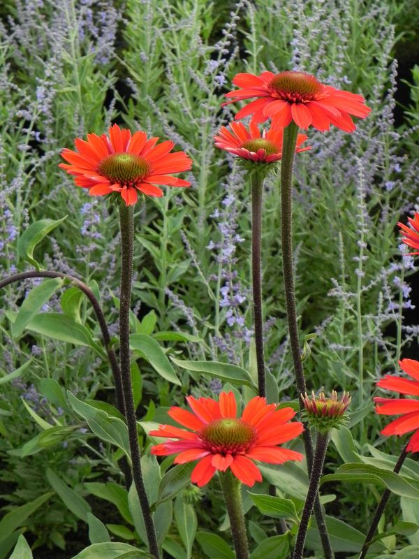 Echinacea x ‘Cara Mia Spicy’
