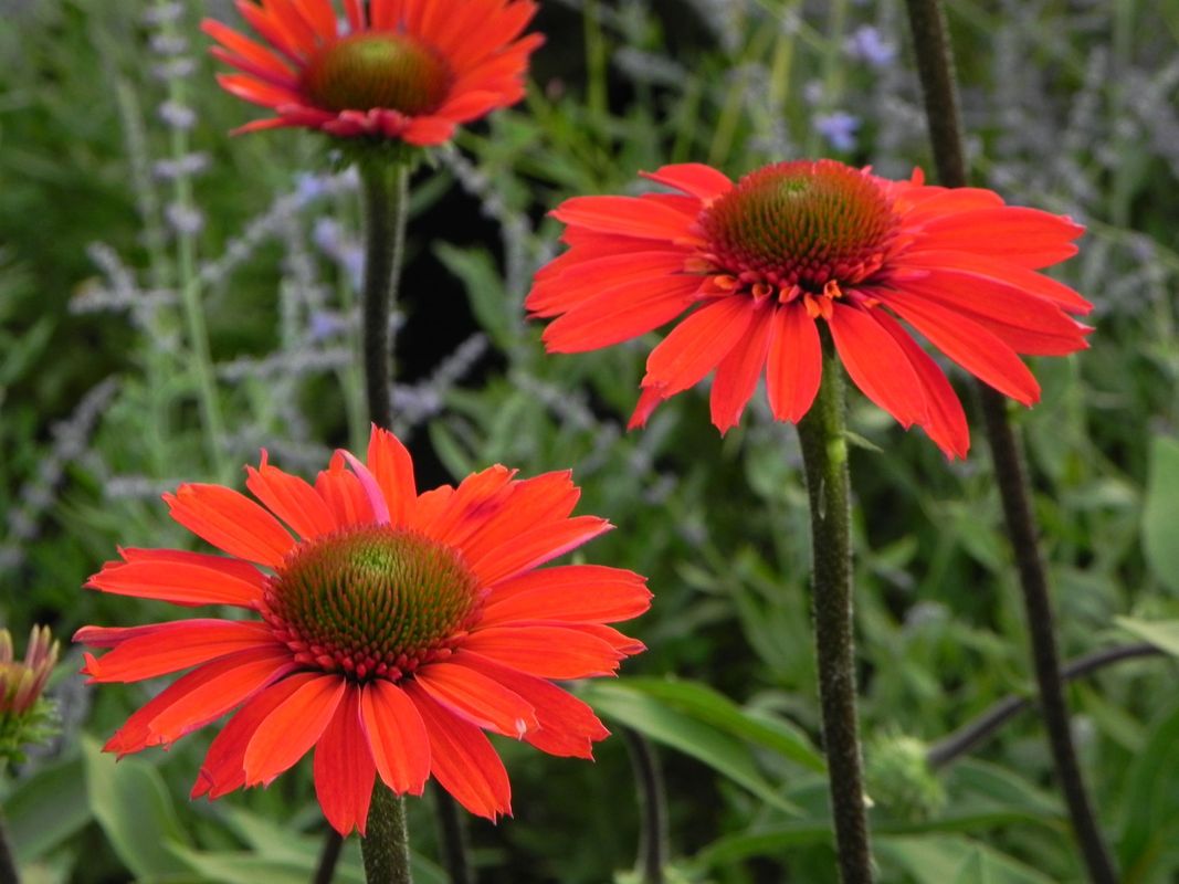 Echinacea x ‘Cara Mia Spicy’