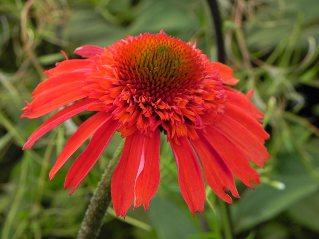 Echinacea x ‘Cara Mia Spicy’