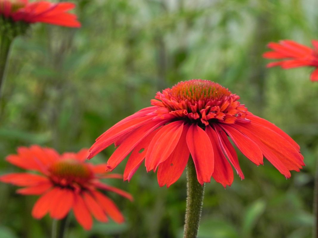 Echinacea x ‘Cara Mia Spicy’