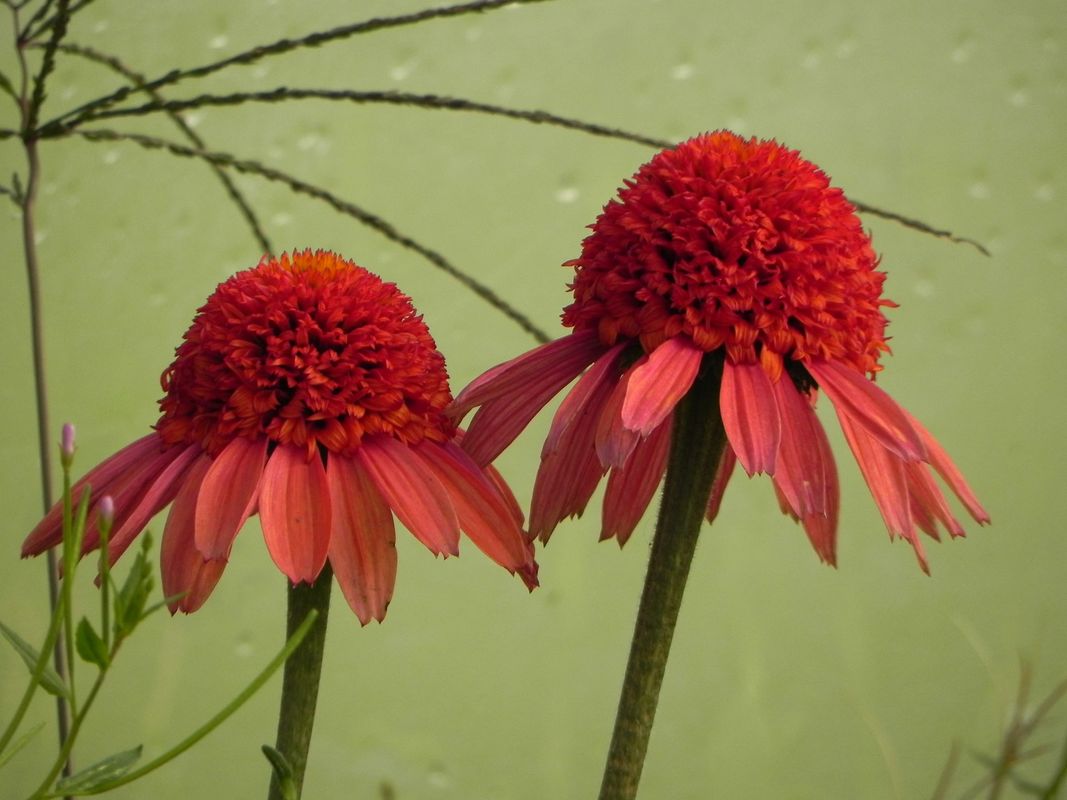 Echinacea x ‘Cara Mia Spicy’
