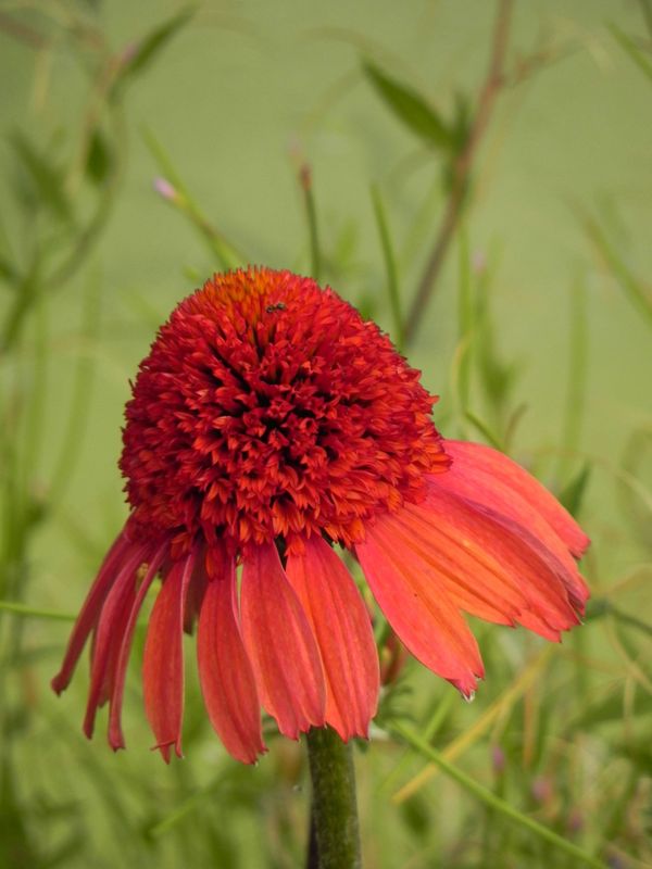 Echinacea x ‘Cara Mia Spicy’