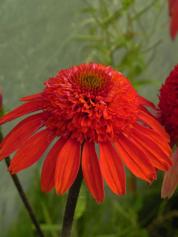 Echinacea x ‘Cara Mia Spicy’