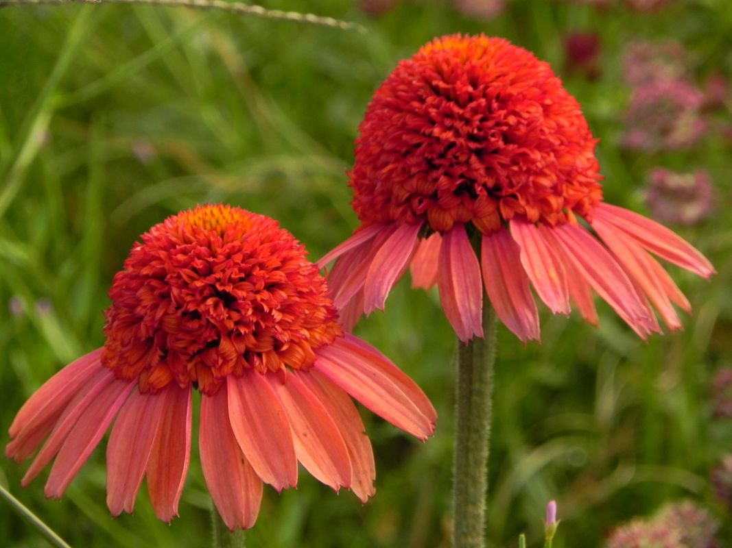 Echinacea x ‘Cara Mia Spicy’