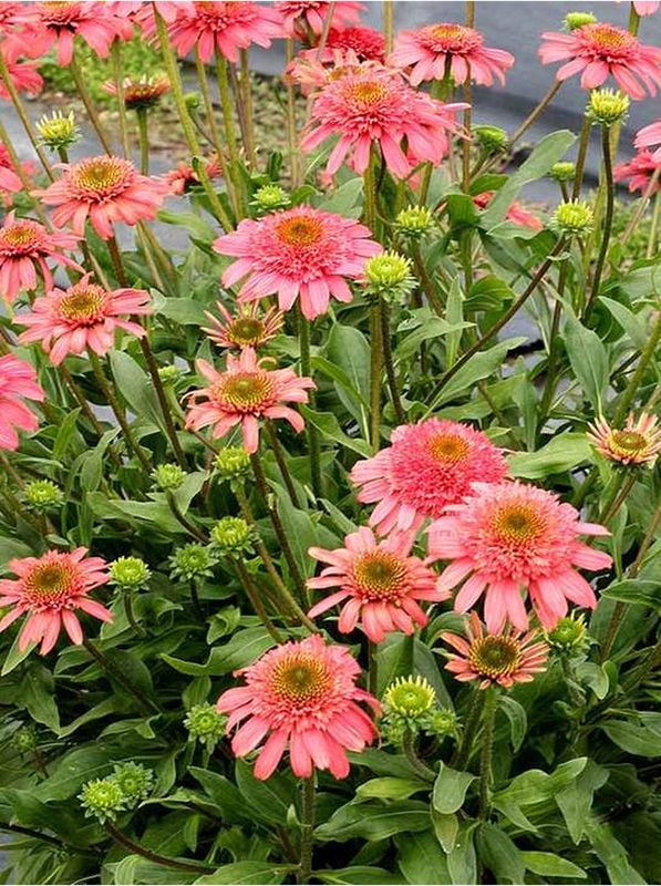 Echinacea x ‘Cara Mia Seashell’