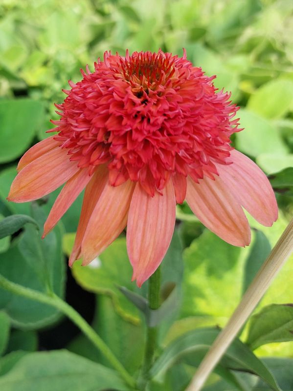 Echinacea x ‘Cara Mia Carol’