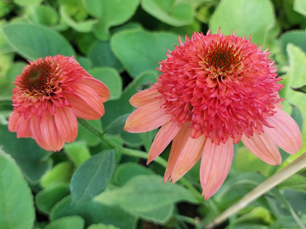 Echinacea x ‘Cara Mia Carol’