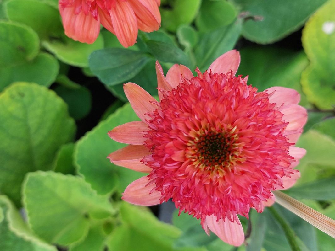 Echinacea x ‘Cara Mia Carol’