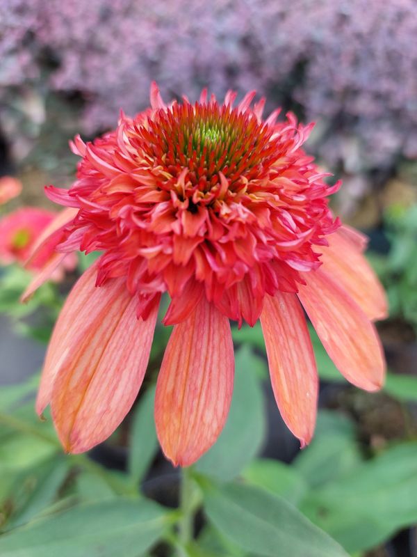 Echinacea x ‘Cara Mia Carol’