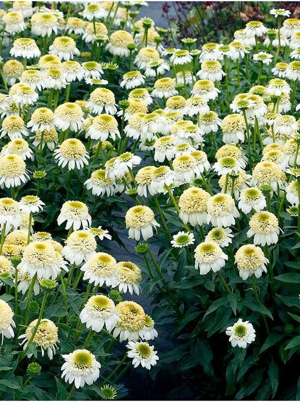 Echinacea x ‘Cara Mia Sands’