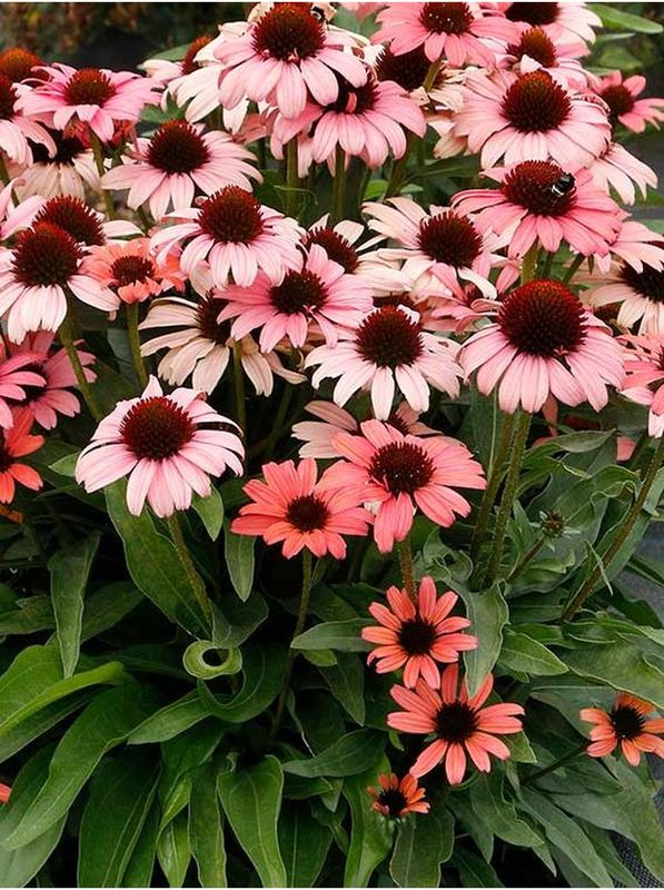 Echinacea x ‘Dark Shadows Mystic’