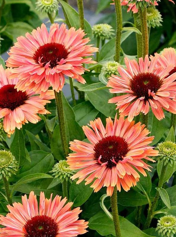 Echinacea x ‘Fresco Apricot’