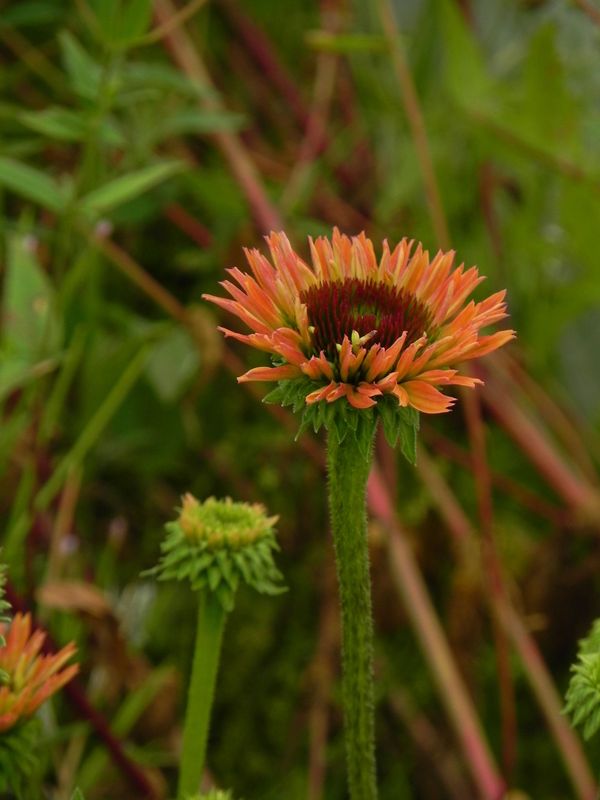 Echinacea x ‘Fresco Apricot’