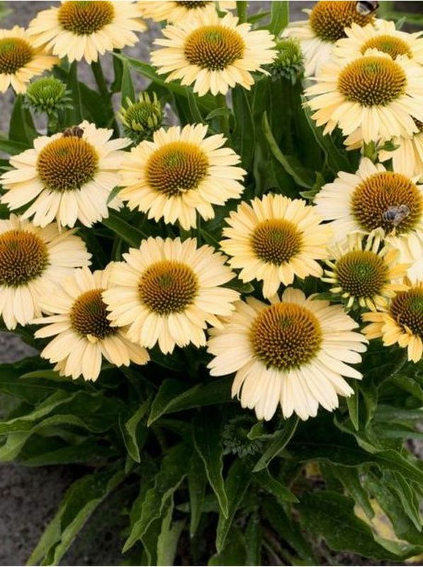 Echinacea x ‘Meditation Lime’