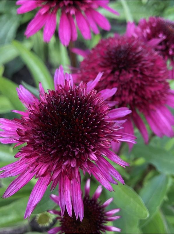 Echinacea x ‘Blueberry Cheesecake’