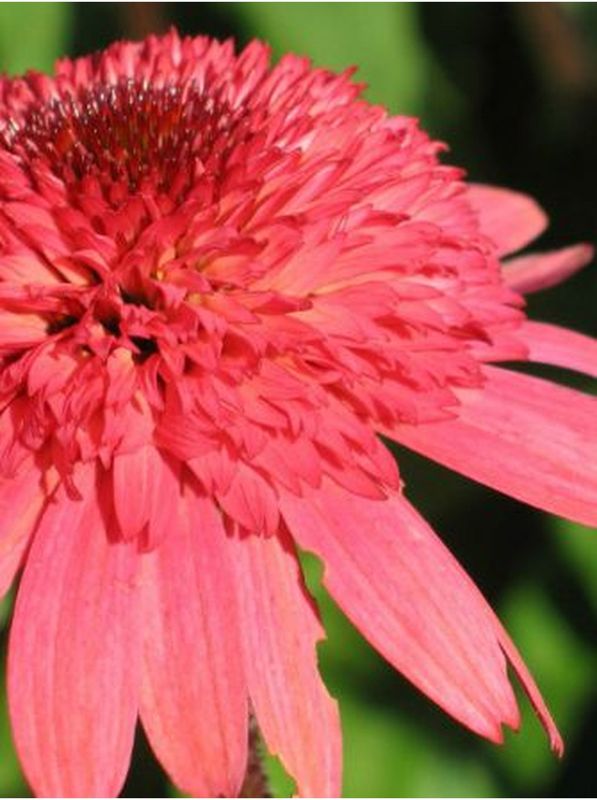 Echinacea x ‘Raspberry Truffle’