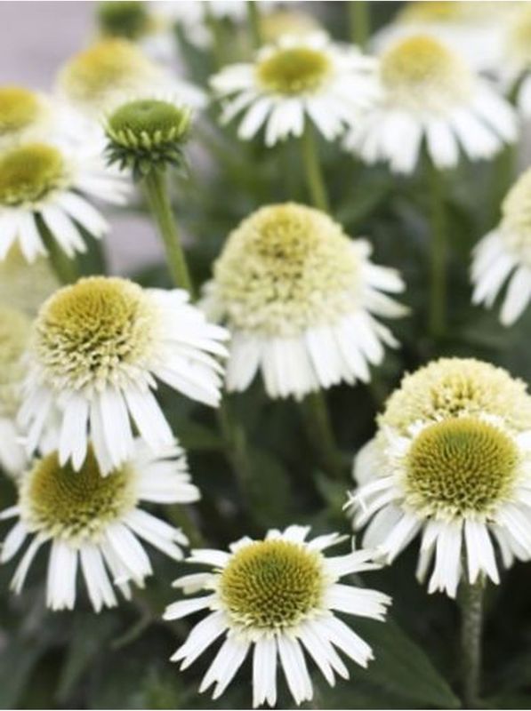 Echinacea x ‘Delicious Nougat’