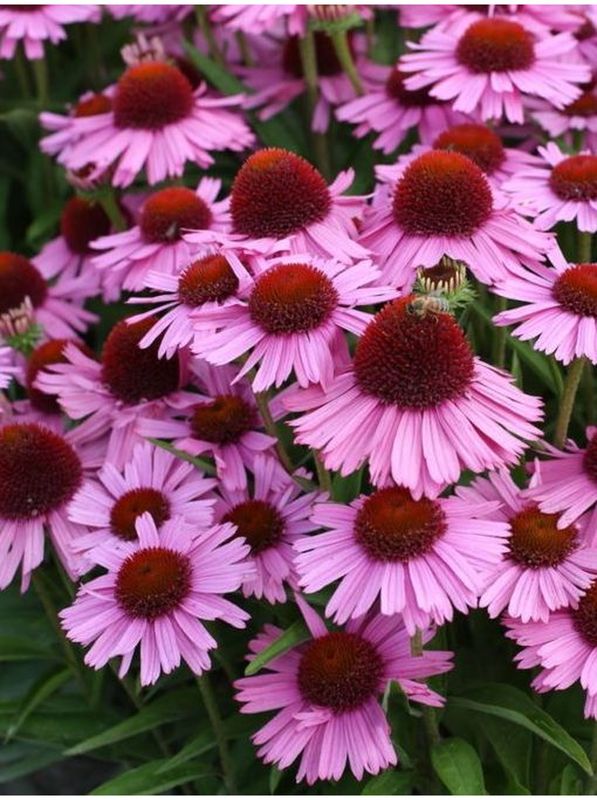 Echinacea x ‘Meditation Pink’