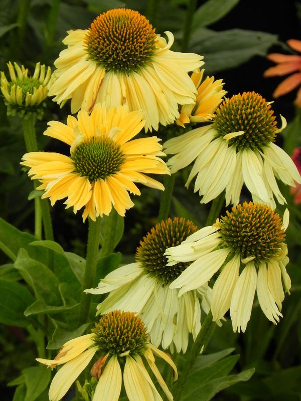Echinacea x ‘Sensation Mango’