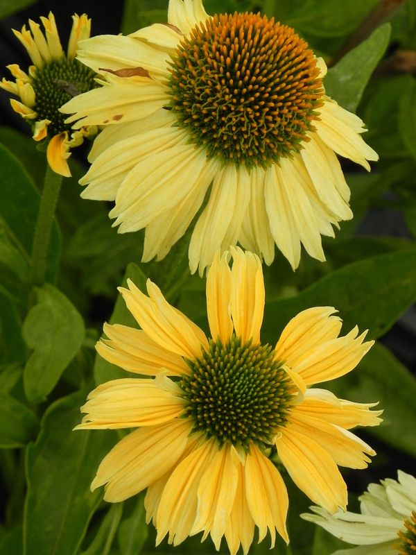 Echinacea x ‘Sensation Mango’